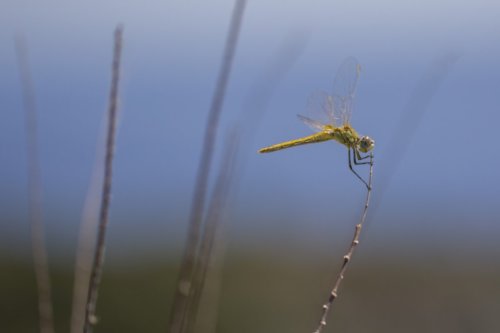 libellula 1 20150923 2036033120