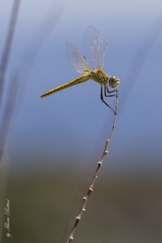 libellula 2 20150923 1309268151