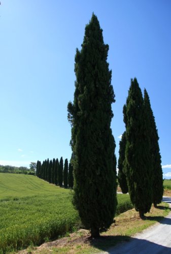 toscana 3 20140517 1196553533